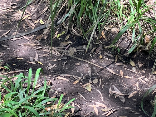 Common keelback