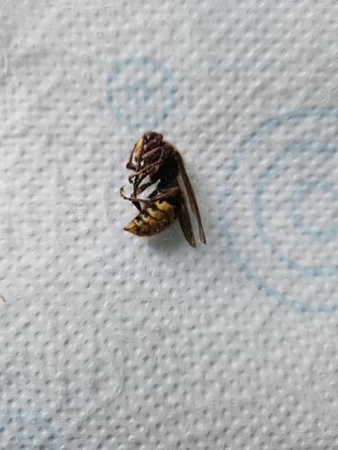 European Hornet