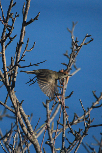 Eurasian Blackcap