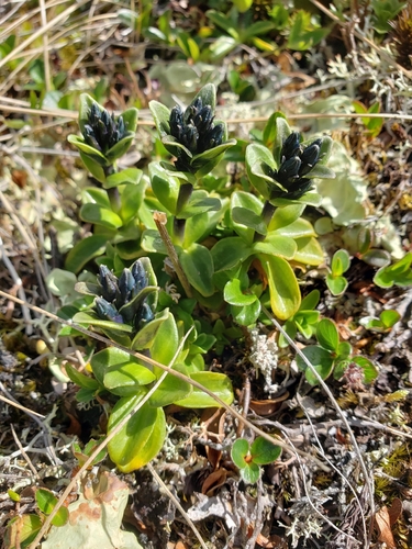 Gentiana glauca, photograph 5