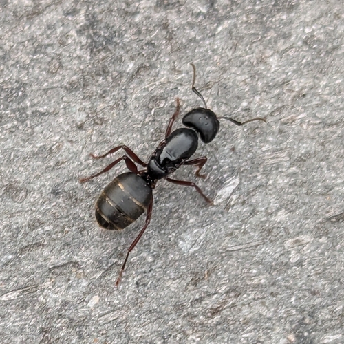 Western Black Carpenter Ant