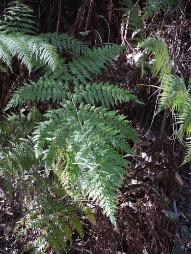 Calochlaena dubia, photograph 2
