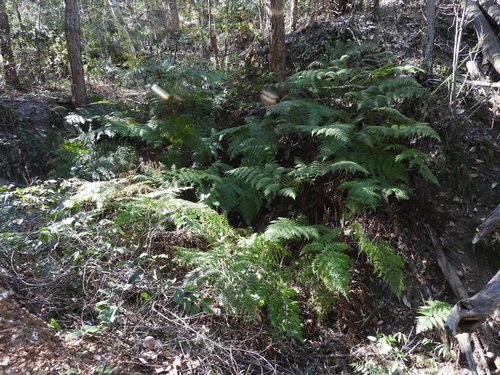 Calochlaena dubia, photograph 3