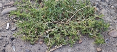 author not stated, no rights reserved Amaranthus albus, photograph author not stated, no rights reserved