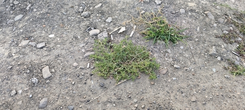 Amaranthus albus