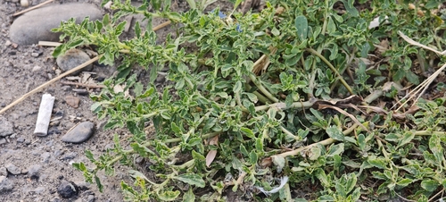 Amaranthus albus, photograph 3