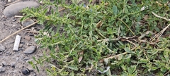author not stated, no rights reserved Amaranthus albus, photograph author not stated, no rights reserved