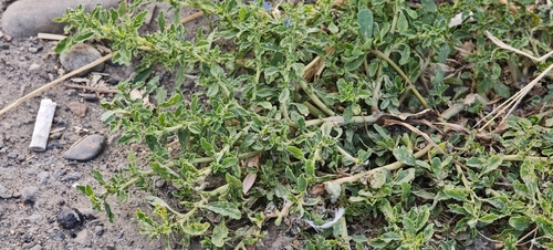Amaranthus albus, photograph 4