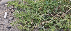 author not stated, no rights reserved Amaranthus albus, photograph author not stated, no rights reserved