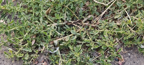 Amaranthus albus, photograph 2