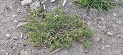 Amaranthus albus, photograph author not stated, no rights reserved