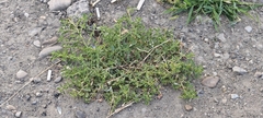author not stated, no rights reserved Amaranthus albus, photograph author not stated, no rights reserved