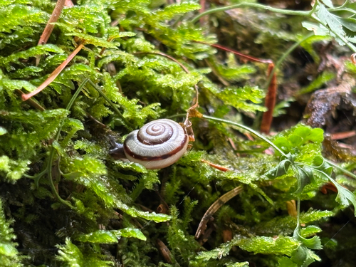 Faustina faustina