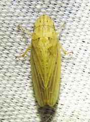 Prairiana