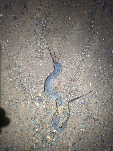 Jack's Water Snake