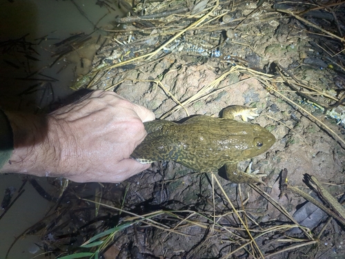 East Asian Bullfrog