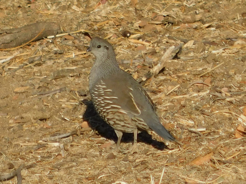 California Quail