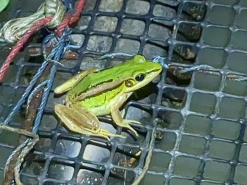 Green Paddy Frog