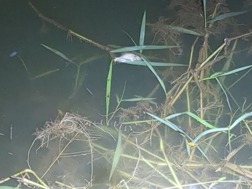 Jack's Water Snake