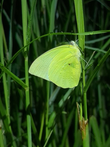Lemon Migrant