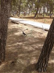 Corvus cornix