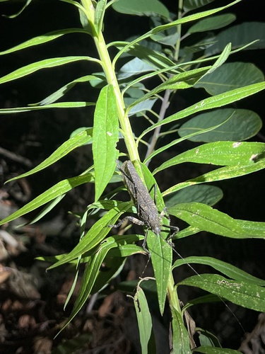 Tegra novaehollandiae