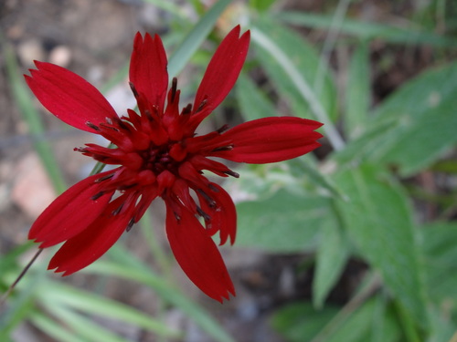 Erythrocephalum longifolium
