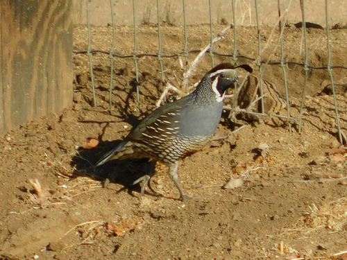 California Quail