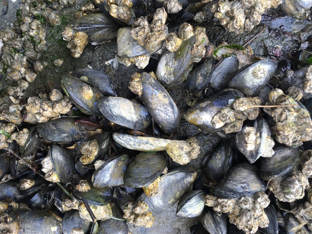 Blue Mussel Complex from Island, Washington, United States on May 17