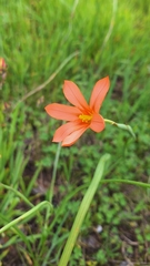 Moraea flaccida, photograph author not stated, no rights reserved