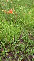 Moraea flaccida, photograph author not stated, no rights reserved