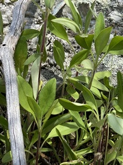 Coreopsis pubescens pubescens