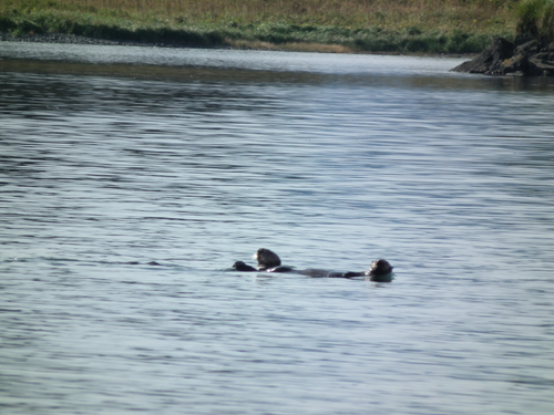 Sea Otter