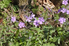 Phlox divaricata divaricata
