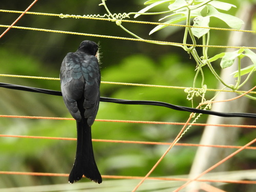 Fork-tailed Drongo-Cuckoo