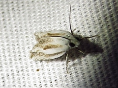 Eucosma striatana