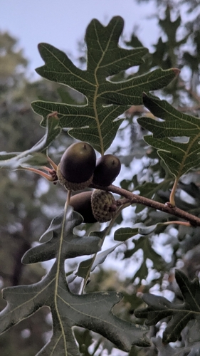 Gambel Oak