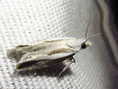 Eucosma striatana