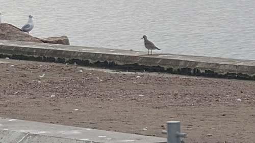 Red Knot