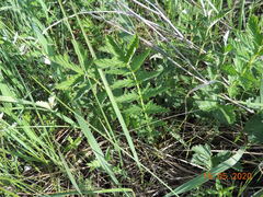 Filipendula stepposa