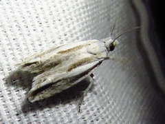 Eucosma striatana