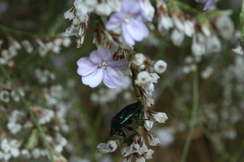 Blue Shield Bug