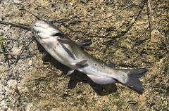 Ameiurus catus