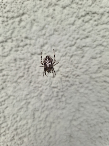 Cross Orbweaver