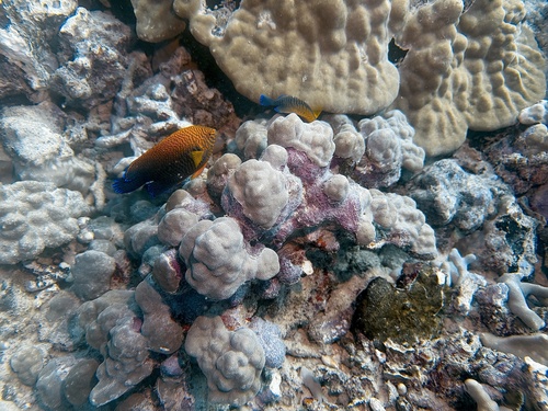 Centropyge potteri observed 2026-09-14