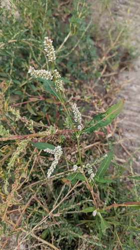 pale smartweed