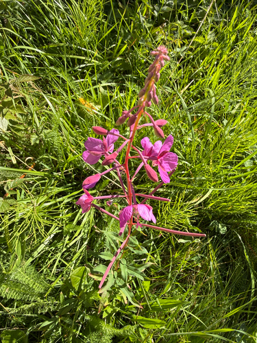 fireweed