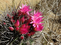 Eriosyce nigrihorrida