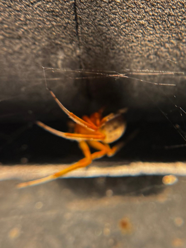 Lattice Orbweaver