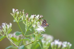 Strymon acis bartrami